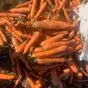 морковь 