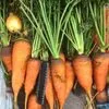 продаю морковь оптом  13 в Ростове-на-Дону