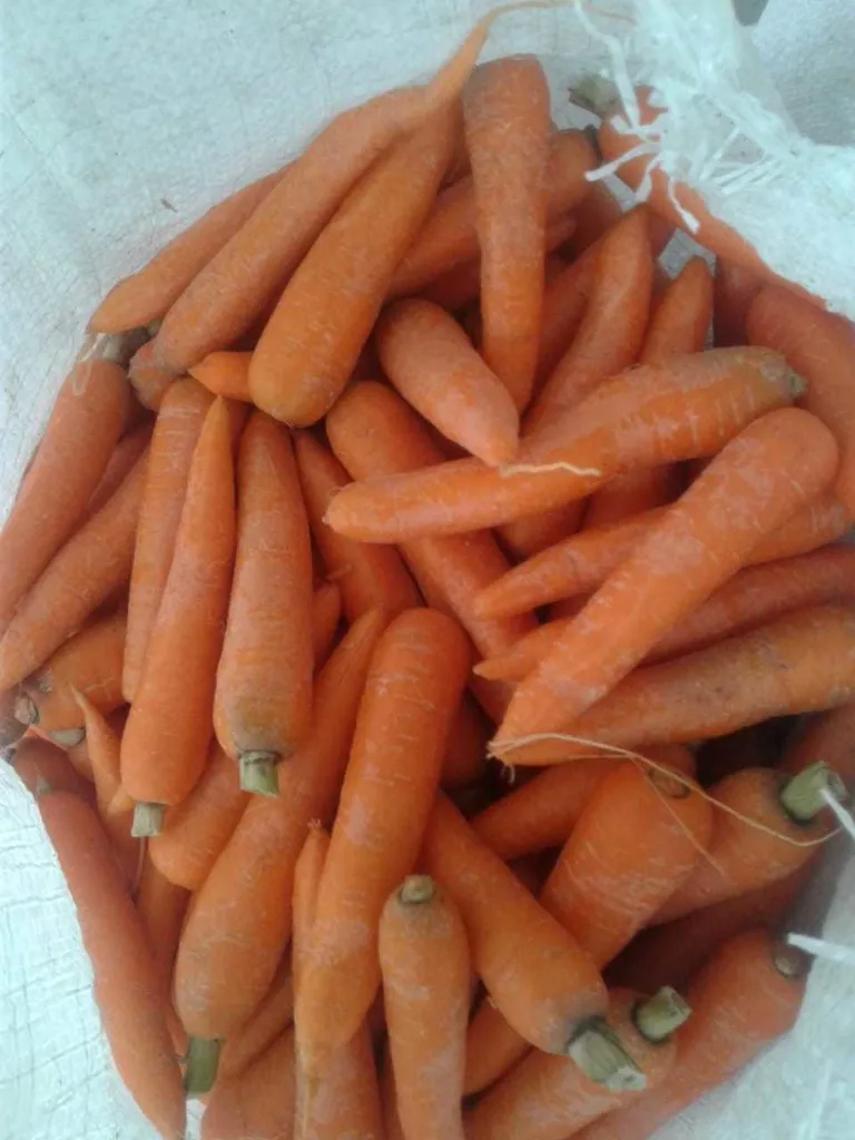 мытая морковь 500 тонн в Ростове-на-Дону 2