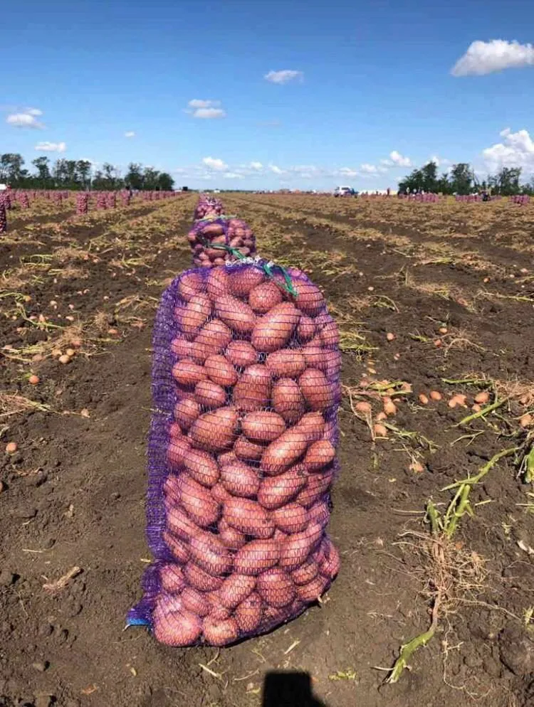картофель в Ростове-на-Дону 2