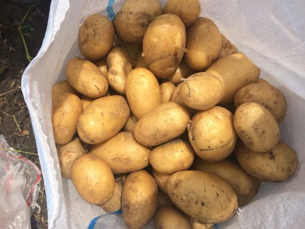 картофель в Ростове-на-Дону 3