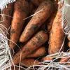 морковь калиброванная оптом с поля в Ростове-на-Дону