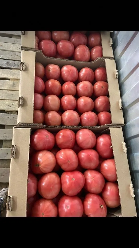 розовые помидоры оптом  в Ростове-на-Дону