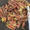 морковь на переработку  в Ростове-на-Дону 2