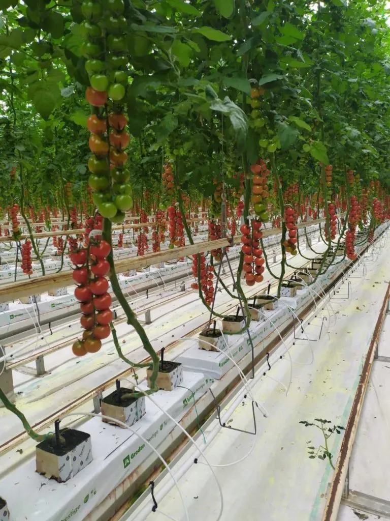 помидоры черри в Ростове-на-Дону