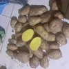 продаем картофель оптом, сорт Фиделия в Ростове-на-Дону