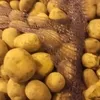 картофель Гала в Таганроге