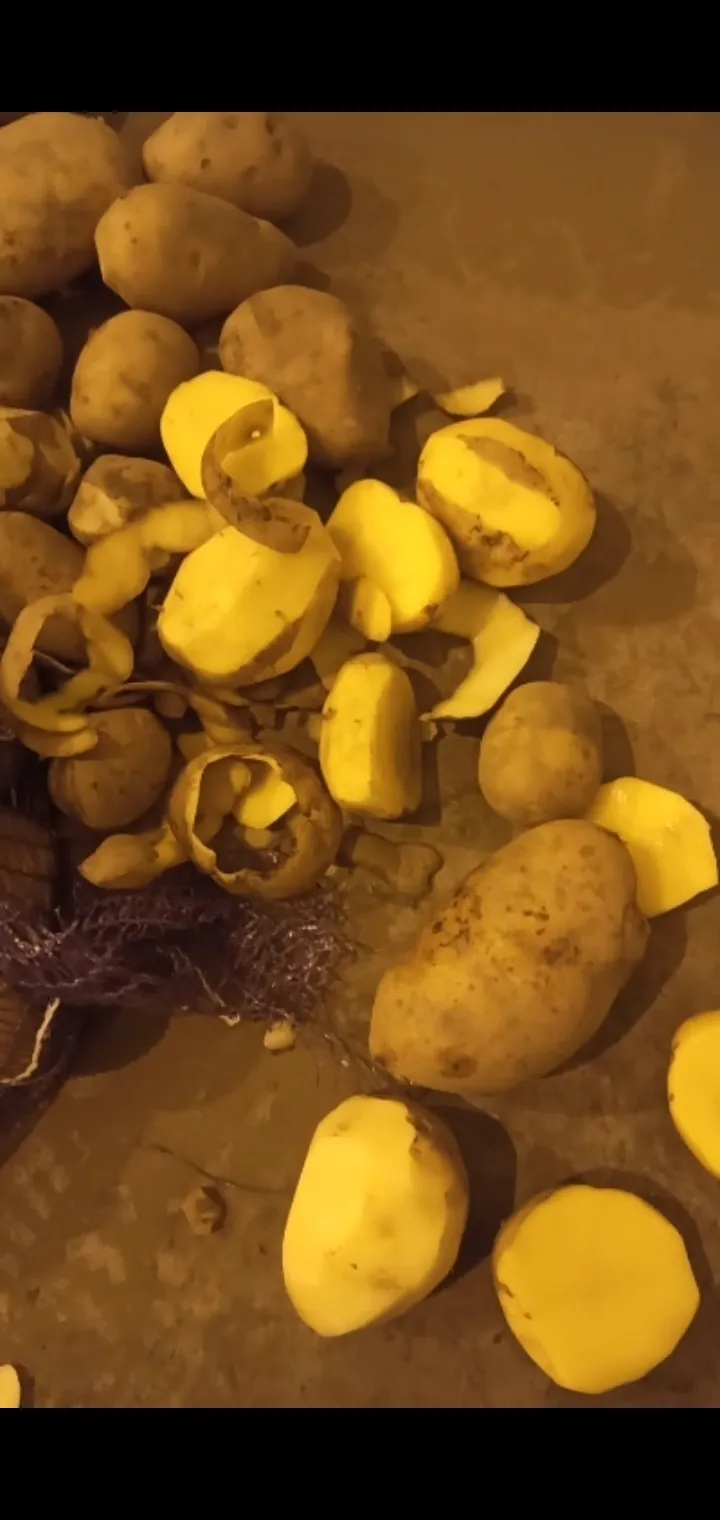картофель Гала в Таганроге 2