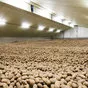 картофель продовольственный 2021 в Ростове-на-Дону