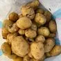 картофель нового урожая оптом в Ростове-на-Дону