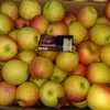яблоки  оптом от КФХ в Таганроге в Ростове-на-Дону