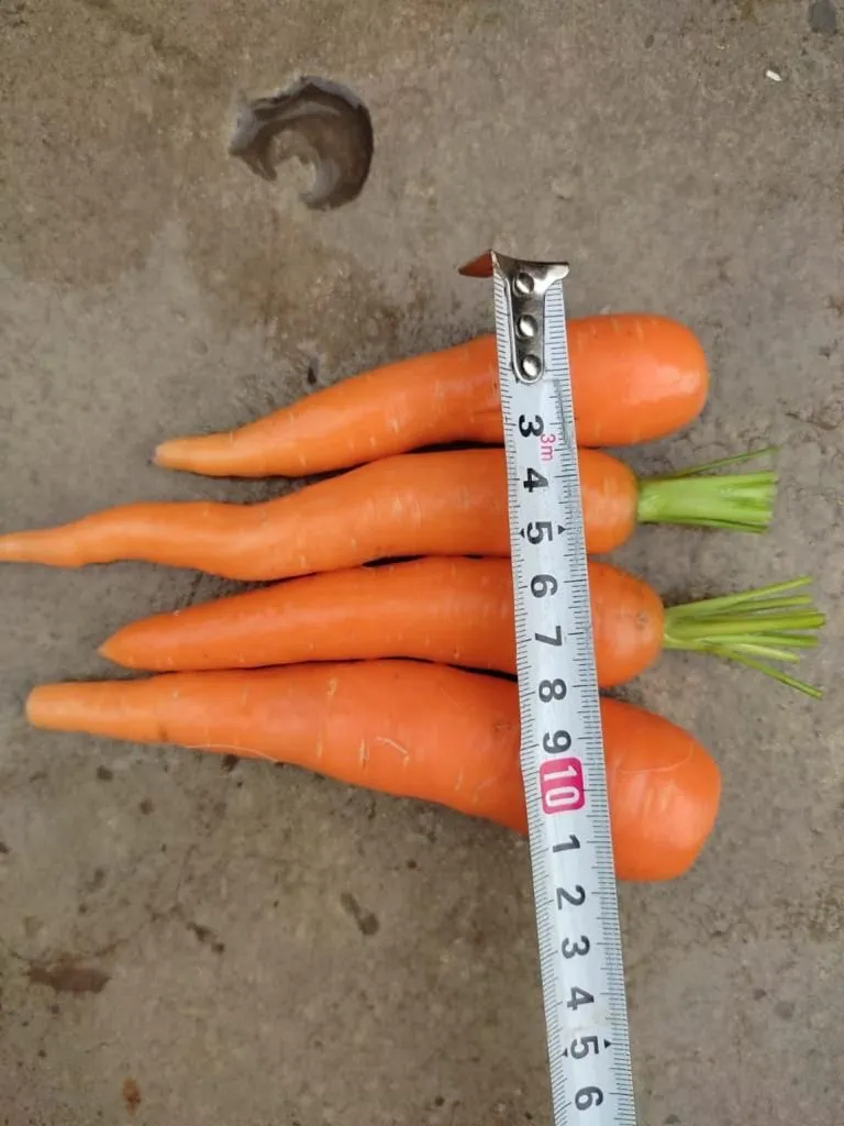 морковь нового урожая в Ростове-на-Дону