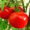 домашние помидоры  в Ростове-на-Дону