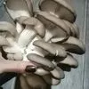 продаем грибы-вешенку в Ростове-на-Дону