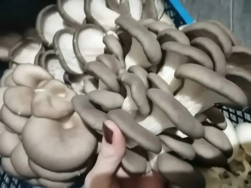 продаем грибы-вешенку в Ростове-на-Дону 2