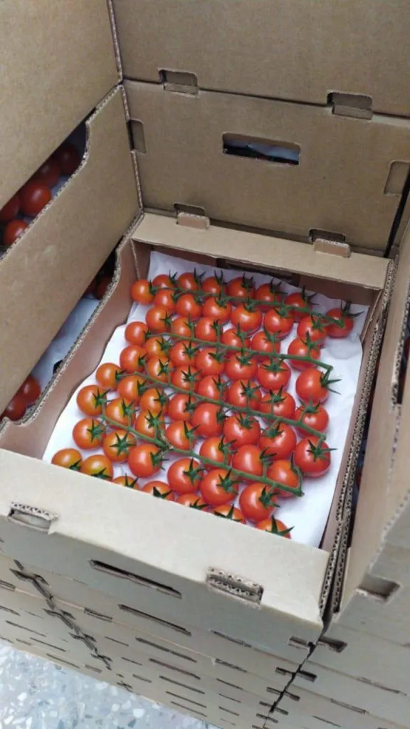 помидоры черри в Ростове-на-Дону 3