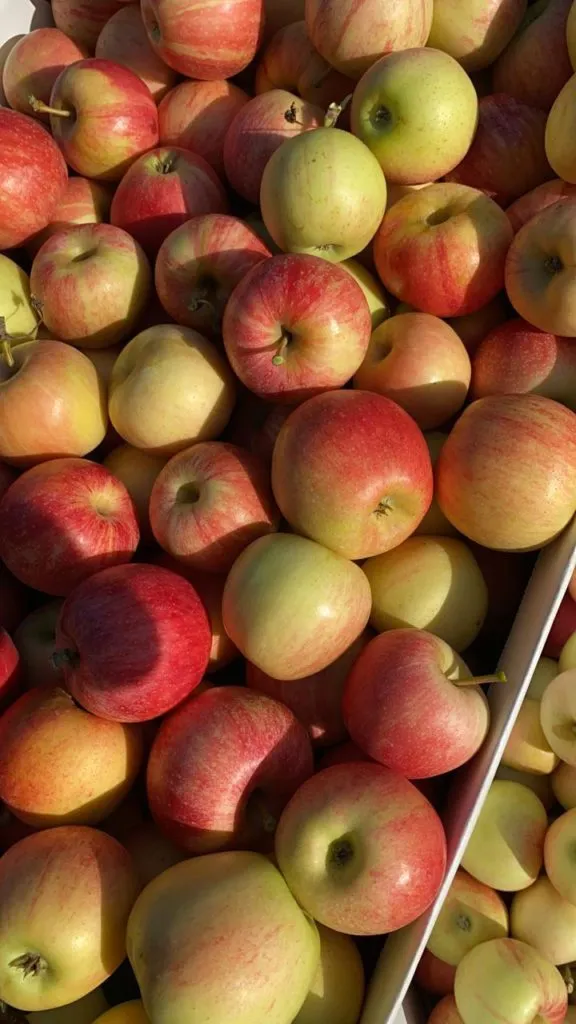продаю яблоки охлажденные в Ростове-на-Дону