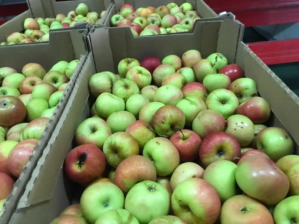 яблоки оптом от производителя в Ростове-на-Дону