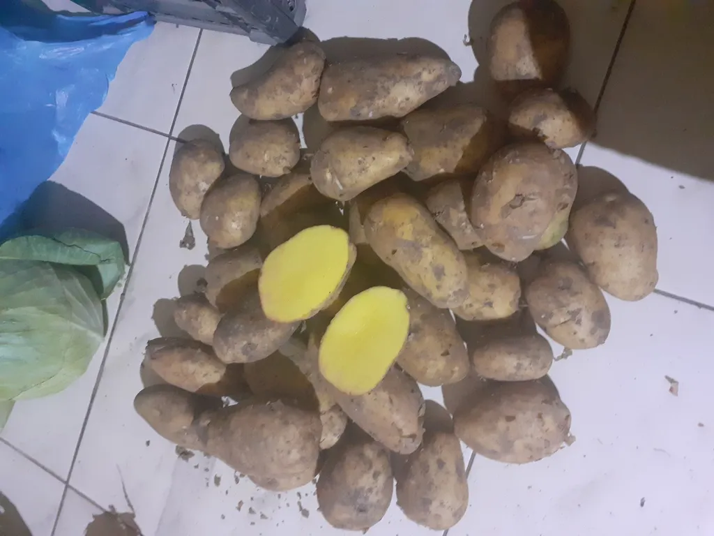 фотография продукта Продаем картофель оптом, сорт Фиделия